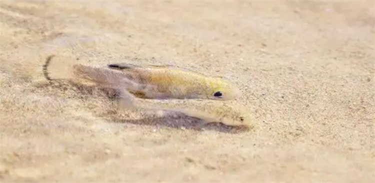 地球上哪种鱼可以活在沙漠里