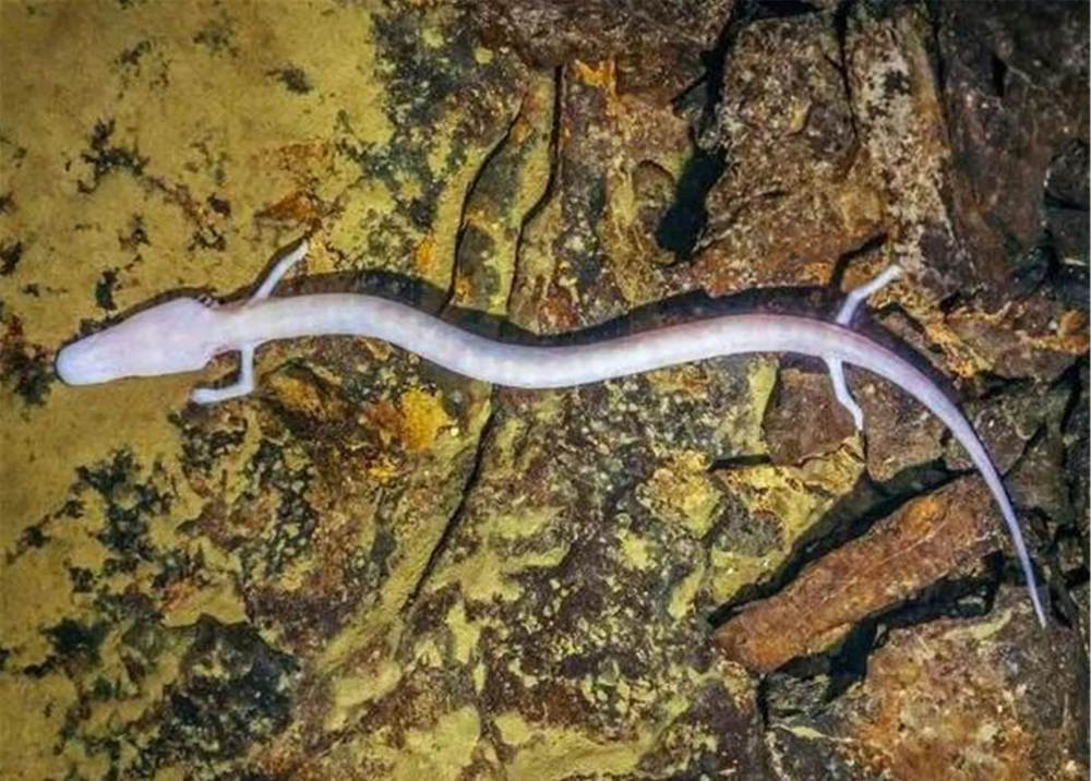 洞螈是怎样一种生物 洞螈真的是龙的原型吗