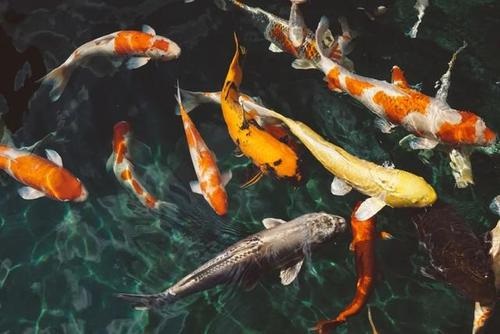 新手应该如何构建鱼缸生态系统及其维护方法？