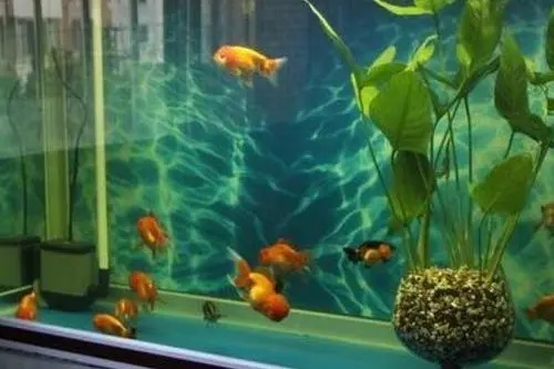 如何做“生态鱼缸”
