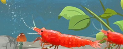 极火虾和烤漆虾可以一起养吗