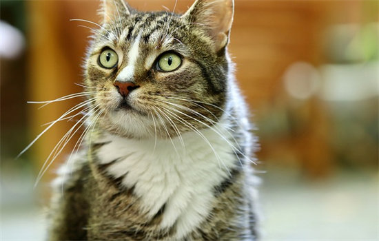猫咪难产的症状是什么？