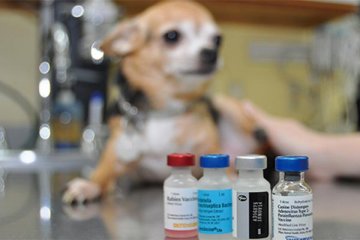 猫狗需要每年都要打疫苗吗？