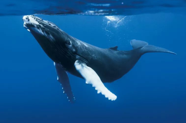 鲸歌是什么？