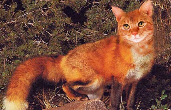 南加利福尼亚猫狐