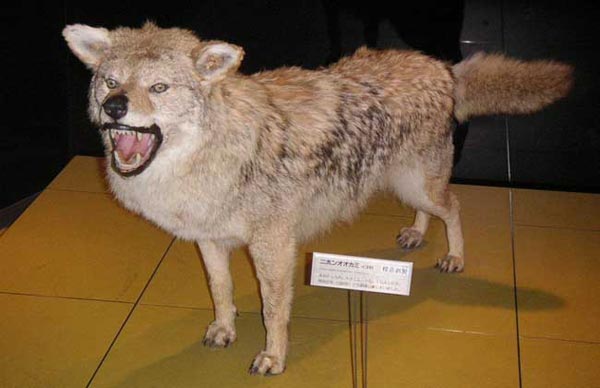 日本狼：1905年灭绝