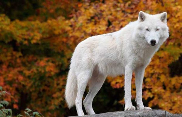 北美白狼