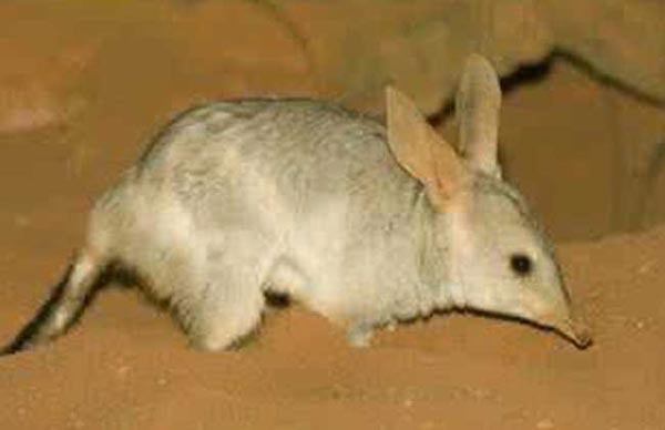澳巨兔袋狸
