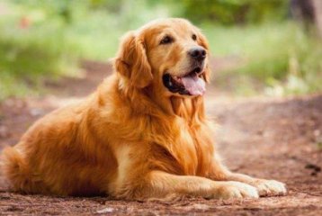 金毛寻回猎犬的具体生活习性和饲养方法！