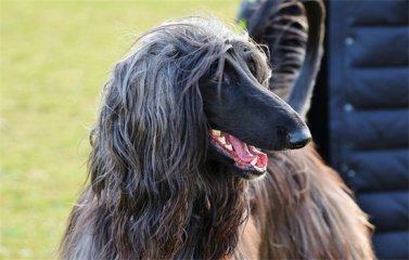 世界上毛最长的狗叫什么