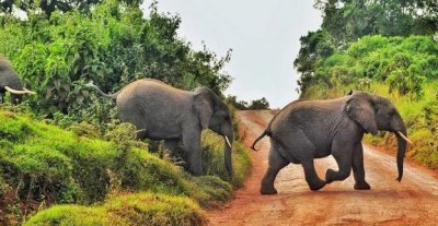 大象迁徙有什么讲究