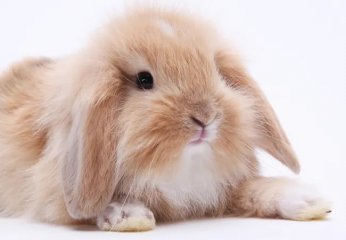 家养的兔子严重掉毛是什么原因