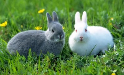 家养的兔子拉稀是什么原因