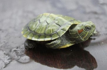 淘宝上购买的5cm巴西龟算是幼龟吗？