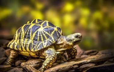 龟鳖有什么区别，龟鳖各有什么特点？