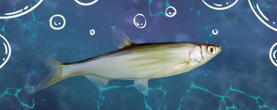 白条鱼最长能活多少年？