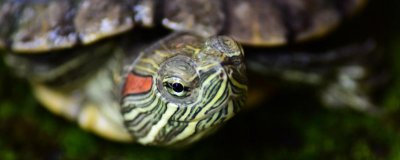 乌龟为什么可以在手心里睡觉