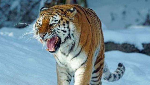 “百兽之王”老虎的性功能有多强