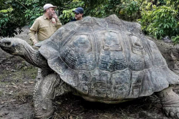 你知道世界上最大的乌龟有哪些
