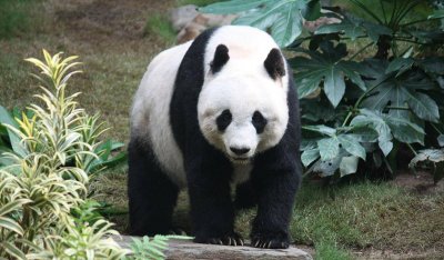 大熊猫和东北虎谁更强？
