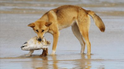 澳大利亚野犬有哪些生活习俗