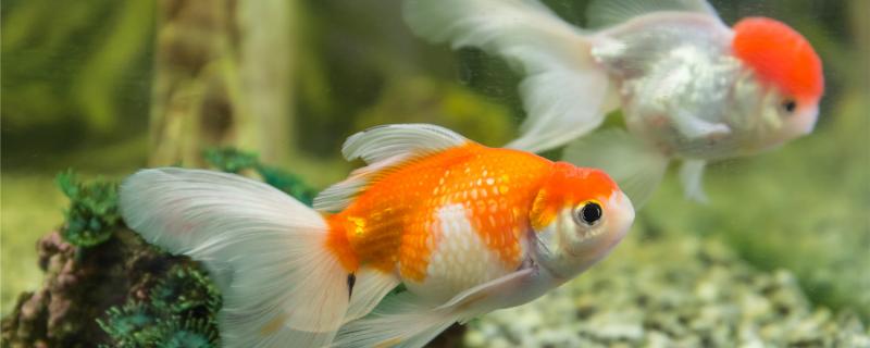 金鱼一年产卵几次，鱼卵孵化需要什么水温条件？