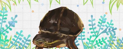 云南闭壳龟可以人工饲养吗，怎么养？
