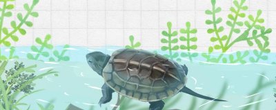 草龟身上有白点的原因是什么？如何治？