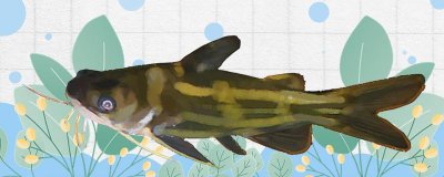 黄刺鱼是一种淡水鱼或海鱼，可以养在鱼缸里吗？
