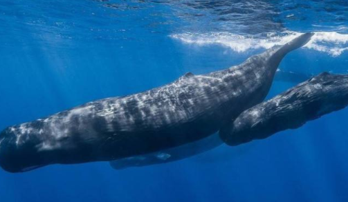 虎鲸为什么怕抹香鲸