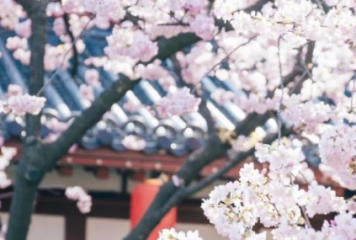2022年武汉磨山樱花园什么时候开放？