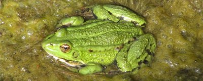 青蛙一般几月产卵，多久产一次卵