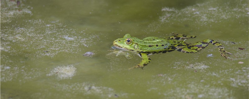 青蛙,养蛙知识