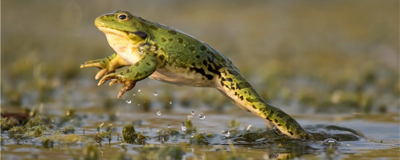 养蛙知识,青蛙一天吃多少害虫
