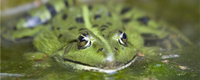 青蛙是对人类有好处吗？