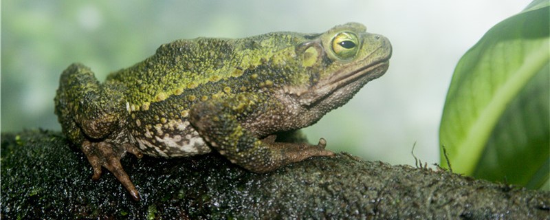 青蛙为什么能成为捕虫高手