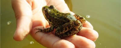 家里可以养青蛙当宠物养吗？