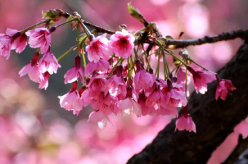 2022年清明节武汉还有樱花吗？