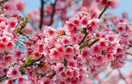 武汉东湖樱园樱花什么时候开
