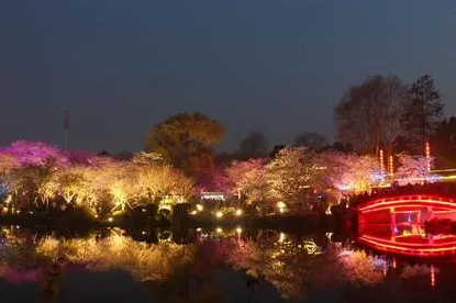 2022武汉东湖夜樱需要预约吗？