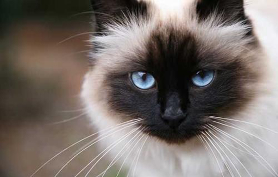 蓝猫,养猫知识