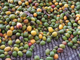 巴西咖啡豆的酿造风味和口感特点介绍