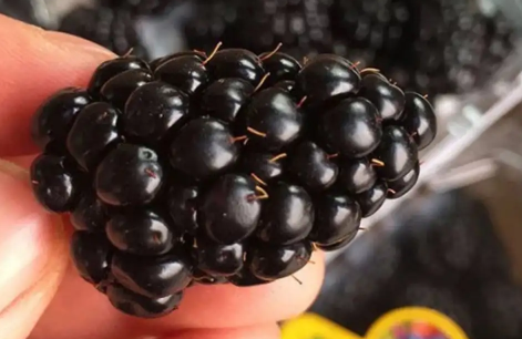 黑树莓有刺吗