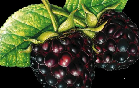 黑树莓的正确吃法