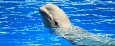 白鲸为什么会喜欢和人类一起玩