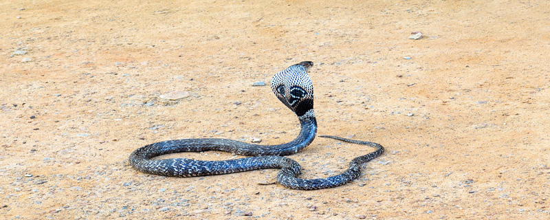 眼镜王蛇属于国家保护动物吗？