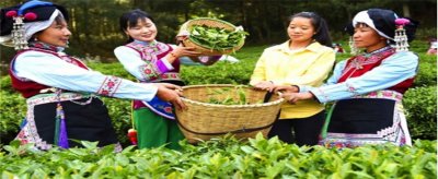 最早的茶农是源于哪个少数民族