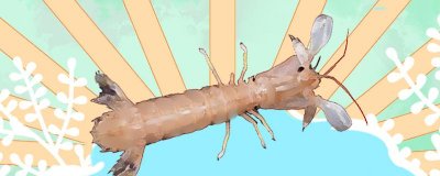 皮皮虾是海洋生物，它可以活在淡水中吗？