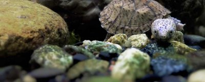 浅谈深水蛋龟的各种品种介绍