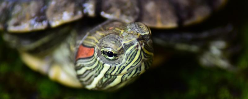 宠物龟能长多大，鱼缸养龟注意事项